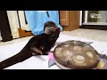 カワウソビンゴ動く猫用おもちゃだと？otter bingo mom this cat can move