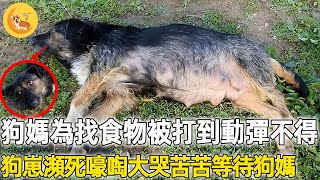 狗媽媽被人踢到動彈不得，狗崽在家嚎啕大哭等待狗媽媽回家，被路人發現他竟然這樣做......#震撼 #不可思議 #救援 #善良 #暖心 #反轉 #奇跡 #真實故事 #新聞 #鏡頭 #記錄 #感謝 #奇聞