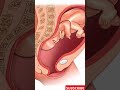 How a Fetus Grows Inside the Womb (Documentary)