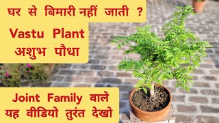 मेरे गार्डन का एक अशुभ पौधा और उसकी सच्चाई, Truth About Vastu Plant Names, Tamarind plant care