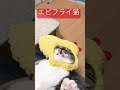 猫⭐︎エビフライになる ＃shorts ＃猫