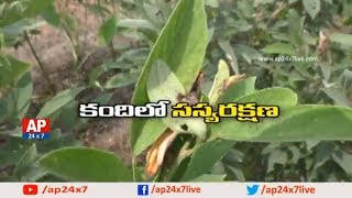 కందిలో సస్యరక్షణ |How to Defend Red Gram Cultivation from Maruka Machala Purugu?|Rythu Ratham|AP24x7