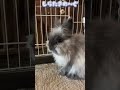 どっちも大好きなしいたん🐰 うさぎ かわいい ライオンラビット ミニウサギ アメリカンファジーロップ 片想い