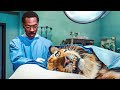 دكتور بيفهم لغة الحيوانات لدرجة انه بيصاحب نمر شرس وبيقدر يعالجه ! ملخص فيلم Doctor Dolittle