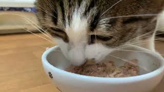 【ASMR】モンプチGOLD極上かつお(半額)を食べる猫【amazonアソシエイト】