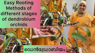 Graden Tour:Easy Rooting Methods of Different Stages of Dendrobium Orchids| Orchid Care in Malayalam