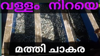 മത്തി ചാകര വള്ളം നിറയെ  മത്തി കൊല്ലം നീണ്ടകര |fishing kollam