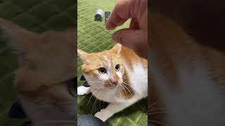 猫のため息からの攻撃