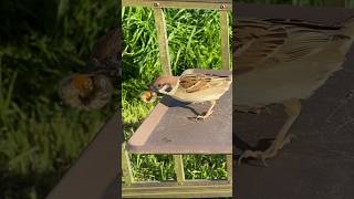 Sparrows love armyworms