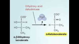 Biosynthesis of valine