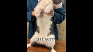 在家也能轻松给猫猫狗狗洗澡了，就用宠物免洗手套 #宠物清洁 #养猫好物 #猫咪洗澡应激