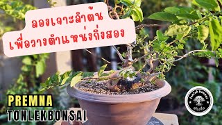 ลองเจาะลำต้น เพื่อวางตำแหน่งกิ่งสอง #bonsai #premna #บอนไซ #bonsaithailand #bonsaimini #tonlekbonsai