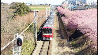 三浦海岸の河津桜（カワヅザクラ）｜Miurakaigan Cherry Blossom Festival