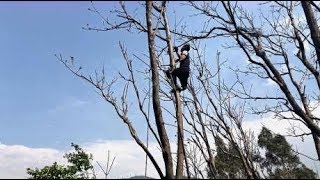 云南深山偶遇摘香椿大叔，十几米的树6秒就上去了，简直如履平地