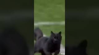 Black stray cat scores Soccer goal #stray #blackcat #Soccer#insanely epic