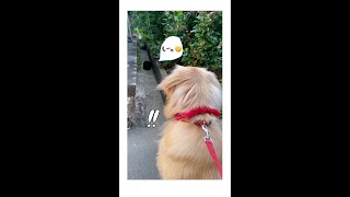 視線を送るネコ🐈‍⬛💕vs気づかないゴールデンレトリバー💜 GoldenRetriever :) はななん日記♡ #Shorts