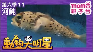 動物大明星 S6：EP 11【河魨】認識動物｜自然生態｜魚類｜昆蟲｜海洋生物｜哺乳類｜兒童節目｜Animal big star｜第六季 第11集【親子台｜官方HD】momokids