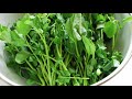 wow watercress a planttthatiis called as the best in the world