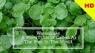 WOW || Watercress  - A PlantTthatIis Called As The Best In The World