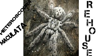 How to rehouse a dangerous tarantula (Heteroscodra maculata )
