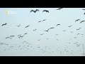 demoiselle cranes in india india from above national geographic