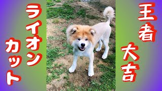 ライオンキング⁉️ 秋田犬大吉くんライオンカットしました　#Shorts