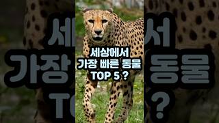 세상에서 가장 빠른 동물 TOP 5 (The top 5 fastest animals in the world)