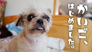 自分でごはんが食べられなくなりました【犬の介護】 My Shih Tzu has been sick : old dog