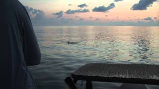 Florida Keys, Chasing Tarpon