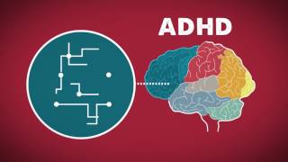The Brain on ADHD | WebMD