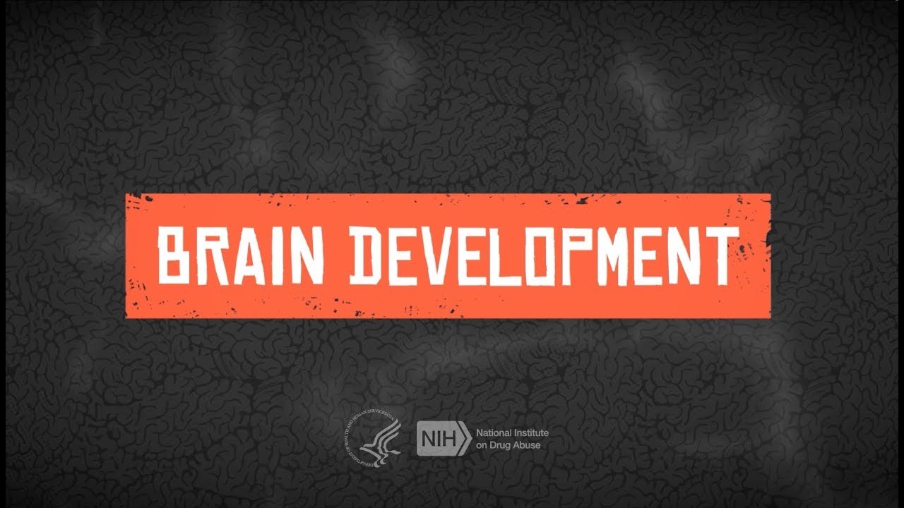 Teen Brain Development Youtube