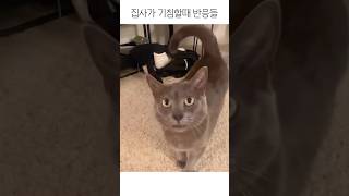 고양이 앞에서 기침해보기