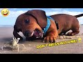 🐾 Try Not to Laugh, Hilarious Dogs & Cats for 1 Hour 😂