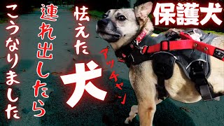 【保護犬】怯えて他人を寄せ付けないアッチャンが初めて違う人とお散歩したらこうなりましたw