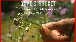 Meet Dame’s Rocket: Wild BEAUTY You Can EAT!