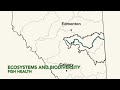 ECHO Alberta Health in the Watershed Atlas Video - Ecosystems and Biodiversity: Fish Health