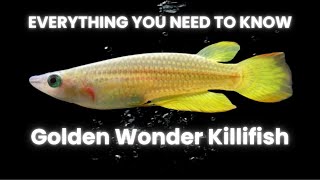 Care Guide | Golden Wonder Killifish