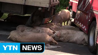 제주서 돼지 실은 트럭 넘어져 소동...차량 정체 / YTN (Yes! Top News)