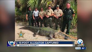 13-foot alligator captured in Sarasota County