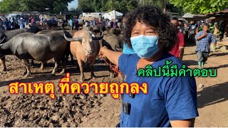 สาเหตุที่ ราคาควายผู้ถูกลง คลิปนี้มีคำตอบ