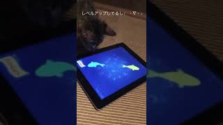 うちの子ゲームばかりして大丈夫やろか？#shorts #猫