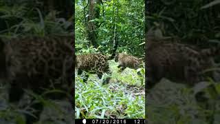Jaguar Jungle Walking Path #belize #jaguars #cameratrap