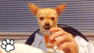 100 Funny Chihuahua Videos | Try Not To Laugh Challenge | That Pet Life
