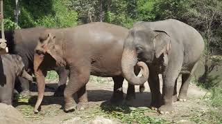 Suara hutan menenangkan - elephant life in the forest