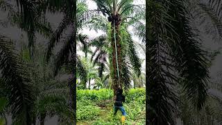 পাম বাগানে নতুন আসলে এভাবে কাজ করতে পারবেন #Amazing #reels #OMG #video #reel