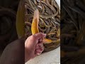 Best Eel Fishing, Catch Yellow Eel, Monster Eel Fish From Under Deep Mud #eel #eelfishing #short