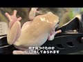 カエルがケージから出せというので出してみた結果・・・【イエアメガエル】white s tree frog