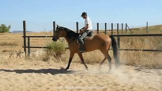 Rondeño  20240728 www.andalusianhorsedirect.com