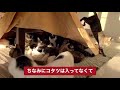 【保護猫】ネコはコタツで丸くなるは本当なのか！？こたつの中を覗いてみました！　いぬねこ保護施設　岩手県ペットの里