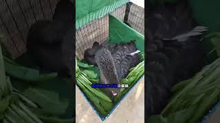 漂亮的#黑天鹅 黑天鹅 #购买黑天鹅苗 #人工养殖观赏黑天鹅种鹅#animals